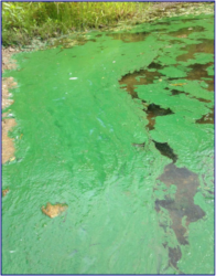 Green harmful algal bloom